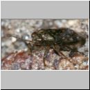 Saldula sp - Springwanze 01a 3mm Sandkuhle.jpg